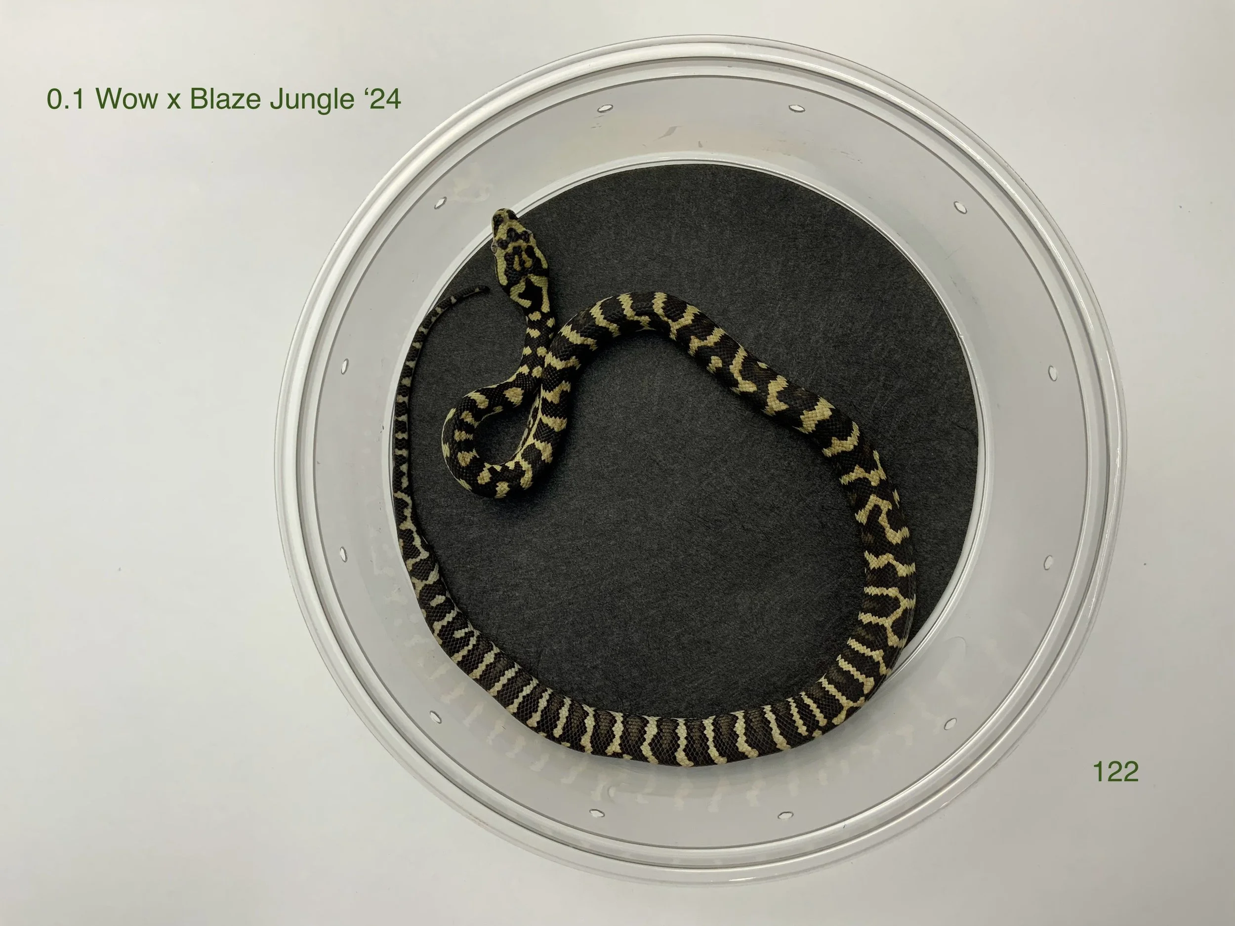 0.1 Gamma D.J.J. Sib '23 — Moss Family Adventure